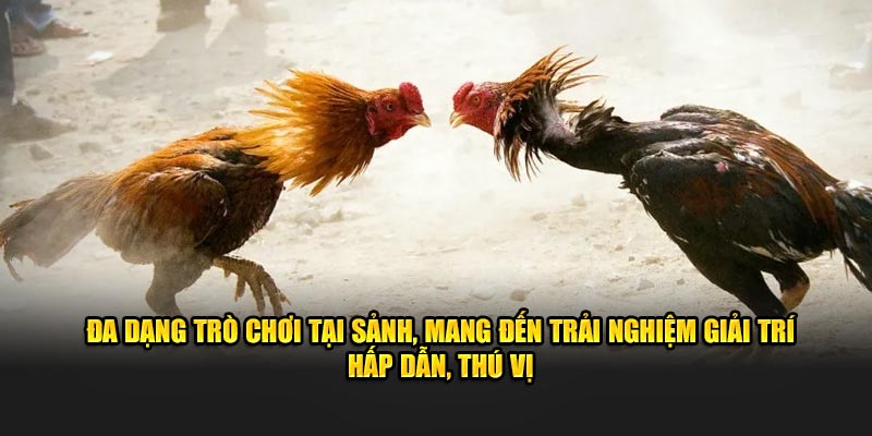 Đa dạng sảnh đá gà mang đến trận đấu kịch tính