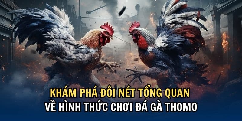 Đá gà Thomo điểm đến không thể bỏ lỡ