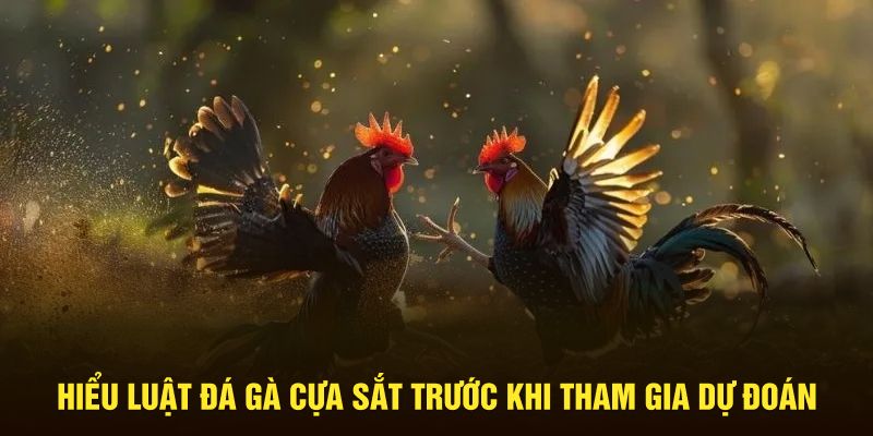 Hiểu luật đá gà cựa sắt trước khi tham gia dự đoán