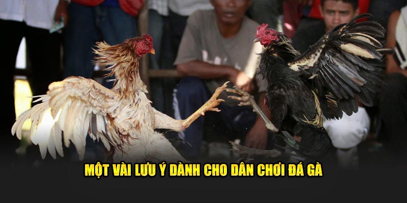 Một vài lưu ý dành cho dân chơi đá gà 